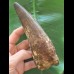 15,8 cm langer und  breiter Zahn des Spinosaurus