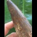 15,8 cm langer und  breiter Zahn des Spinosaurus