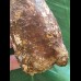 15,8 cm langer und  breiter Zahn des Spinosaurus