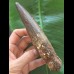 15,8 cm langer und  breiter Zahn des Spinosaurus