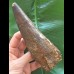 15,8 cm langer und  breiter Zahn des Spinosaurus
