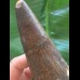 15,8 cm langer und  breiter Zahn des Spinosaurus