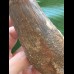 15,8 cm langer und  breiter Zahn des Spinosaurus