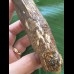 15,8 cm langer und  breiter Zahn des Spinosaurus