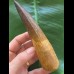 13,8 cm schön erhaltener, massiver Zahn des Spinosaurus