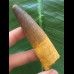 8,2 cm brauner Zahn des Spinosaurus