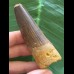 7,8 cm dunkler massiver Zahn des Spinosaurus 7,8 cm dunkler massiver Zahn des Spinosaurus