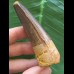 7,8 cm dunkler massiver Zahn des Spinosaurus 7,8 cm dunkler massiver Zahn des Spinosaurus
