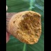 7,8 cm dunkler massiver Zahn des Spinosaurus 7,8 cm dunkler massiver Zahn des Spinosaurus
