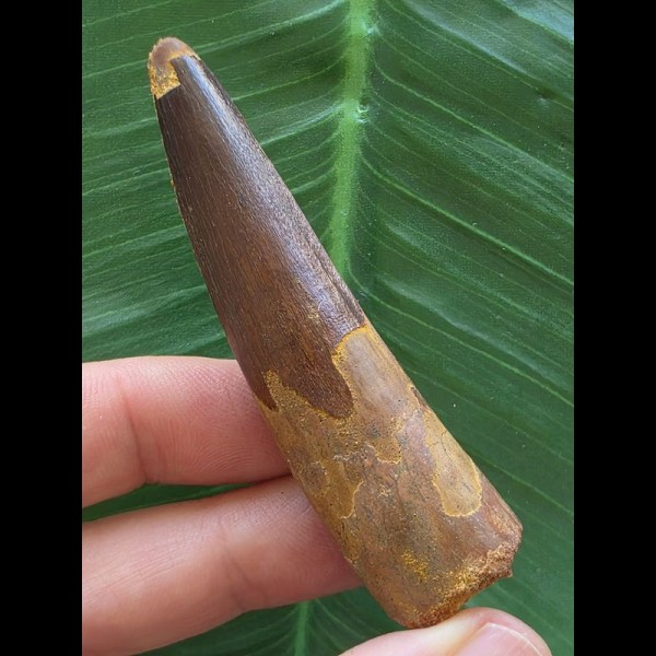 7,0 cm schmaler Zahn des Spinosaurus