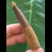 7,0 cm schmaler Zahn des Spinosaurus