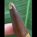 7,0 cm schmaler Zahn des Spinosaurus