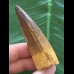 6,6 cm hellerer brauner Zahn des Spinosaurus 6,6 cm hellerer brauner Zahn des Spinosaurus