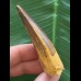 6,6 cm hellerer brauner Zahn des Spinosaurus 6,6 cm hellerer brauner Zahn des Spinosaurus