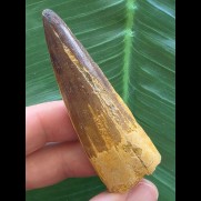6,6 cm hellerer brauner Zahn des Spinosaurus
