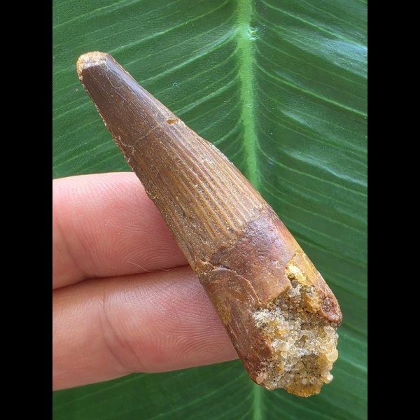 5,4 cm heller brauner Zahn des Spinosaurus 5,4 cm heller brauner Zahn des Spinosaurus