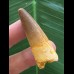 4,8 cm hellbrauner Zahn des Spinosaurus