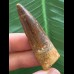 5,4 cm schön gefärbter Zahn des Spinosaurus