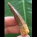 5,4 cm schön gefärbter Zahn des Spinosaurus
