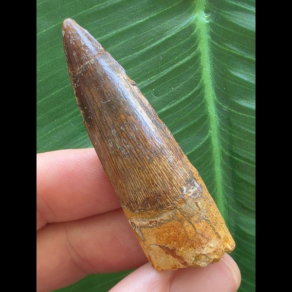 5,4 cm schön gefärbter Zahn des Spinosaurus