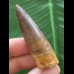 5,4 cm schön gefärbter Zahn des Spinosaurus