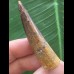 5,4 cm schön gefärbter Zahn des Spinosaurus