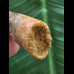 5,4 cm schön gefärbter Zahn des Spinosaurus