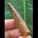 5,3 cm dunkler brauner Zahn des Spinosaurus