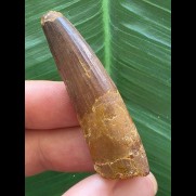 5,3 cm dunkler brauner Zahn des Spinosaurus