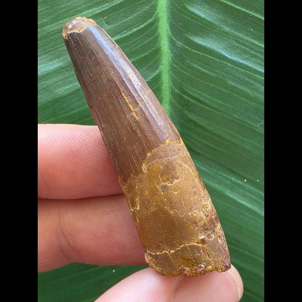 5,3 cm dunkler brauner Zahn des Spinosaurus