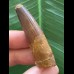 5,3 cm dunkler brauner Zahn des Spinosaurus