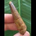 5,3 cm dunkler brauner Zahn des Spinosaurus