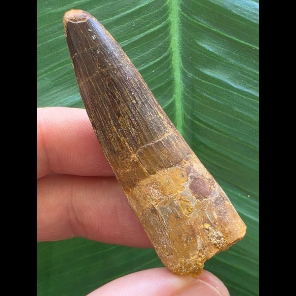 5,6 cm dunkler massiver Zahn des Spinosaurus 5,6 cm dunkler massiver Zahn des Spinosaurus