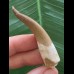 6,0 cm heller Zahn des Zarafasaurus oceanis