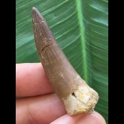 4,8 cm dunkler brauner Zahn des Zarafasaurus oceanis