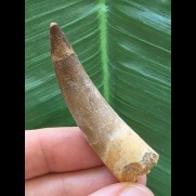5,7 cm heller brauner Zahn des Zarafasaurus oceanis