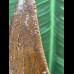 5,1 cm sehr schön erhaltener Zahn des Carcharodontosaurus