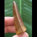 5,1 cm sehr schön erhaltener Zahn des Carcharodontosaurus