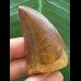 5,1 cm sehr schön erhaltener Zahn des Carcharodontosaurus