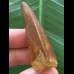 5,1 cm sehr schön erhaltener Zahn des Carcharodontosaurus