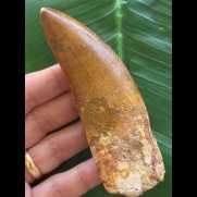 11,0 cm sehr großer Zahn des Carcharodontosaurus