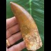 11,0 cm sehr großer Zahn des Carcharodontosaurus