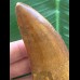 11,0 cm sehr großer Zahn des Carcharodontosaurus