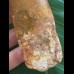 11,0 cm sehr großer Zahn des Carcharodontosaurus