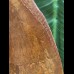 11,0 cm sehr großer Zahn des Carcharodontosaurus