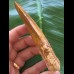 11,0 cm sehr großer Zahn des Carcharodontosaurus