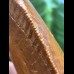 11,0 cm sehr großer Zahn des Carcharodontosaurus