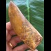 11,0 cm sehr großer Zahn des Carcharodontosaurus