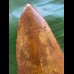 11,0 cm sehr großer Zahn des Carcharodontosaurus