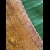 11,0 cm sehr großer Zahn des Carcharodontosaurus